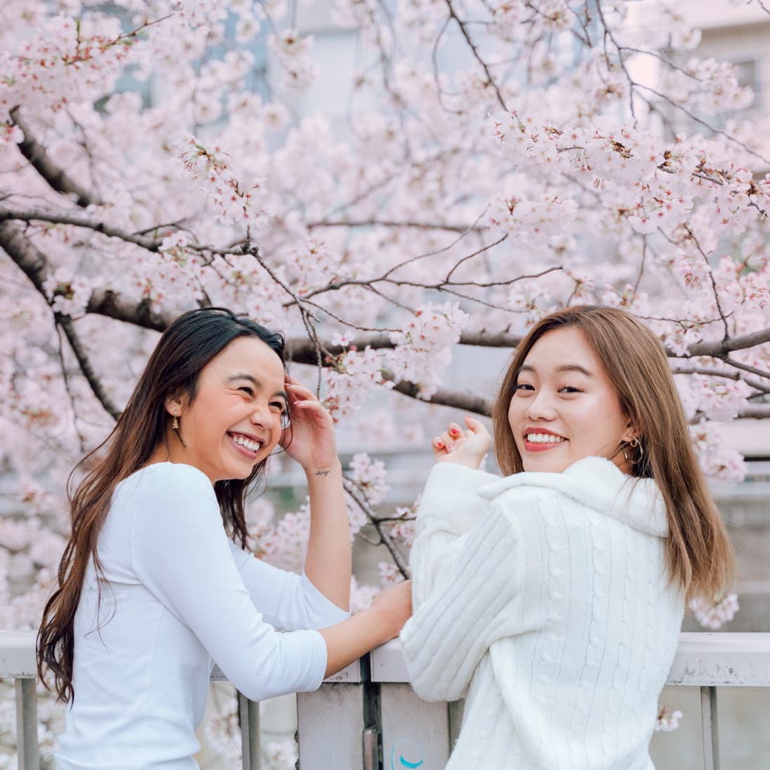 Learn about Sakura culture.