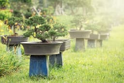 Saitama Experience: Hikawa Shrine, Omiya Park & Bonsai Village