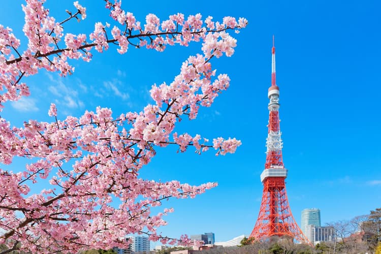 Cherry Blossom Spots in Tokyo to Escape the Crowds (Local Favorites)