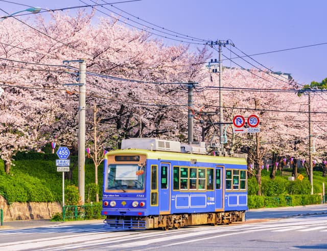 Chasing The Best Cherry Blossom Spots in Tokyo on The Sakura Tram